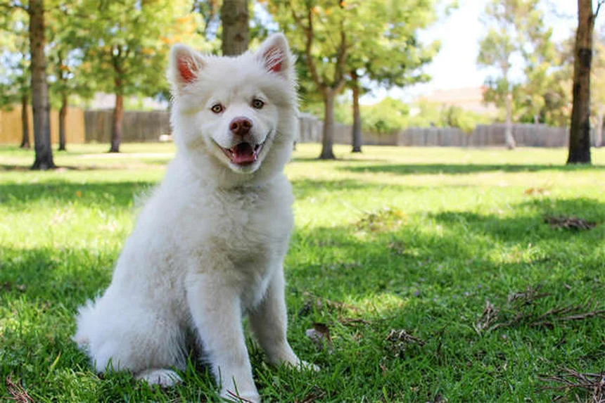 犬の医療用大麻は合法?現状と注意点を獣医師が解説