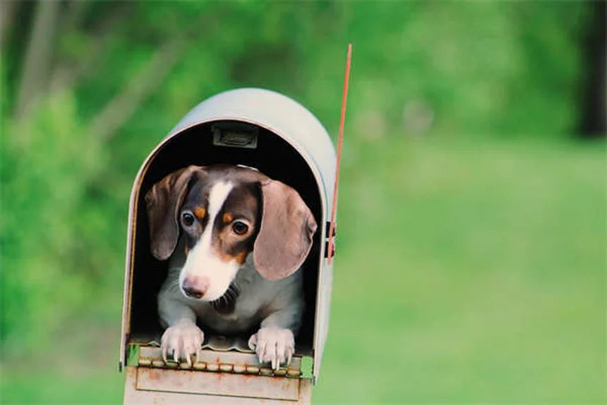 子犬が何でもかじる理由と対処法|プロが教える6つの解決策