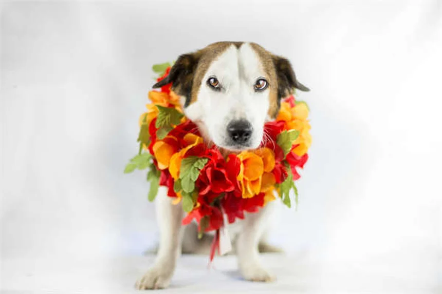犬の妊娠中に使える薬とは?安全な薬物と注意点を解説