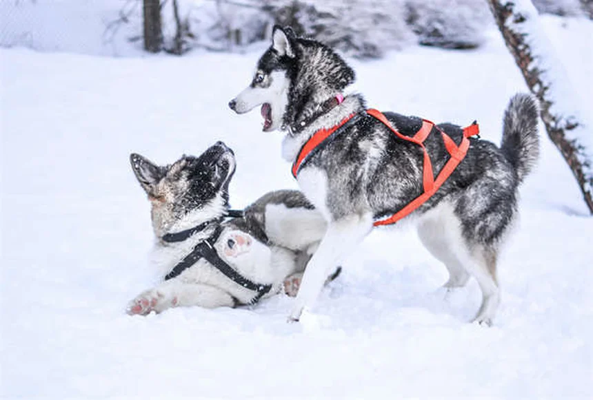 犬の水泳療法で得られる5つの驚くべき効果【獣医師推奨】